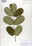 000070231-thumbnail.jpg
