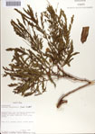 000070402-thumbnail.jpg
