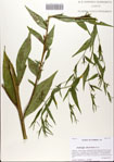 Ludwigia
