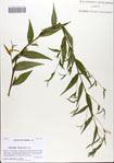 Ludwigia