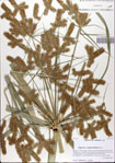 Cyperus