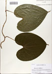 000070622-thumbnail.jpg
