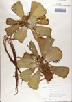 000070690-thumbnail.jpg