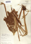 000070816-thumbnail.jpg