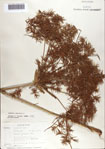 000070828-thumbnail.jpg