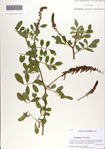 000071076-thumbnail.jpg