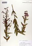 000071130-thumbnail.jpg