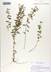 000071135-thumbnail.jpg