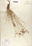 Fimbristylis