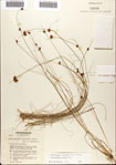 Rhynchospora