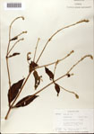Cyathula