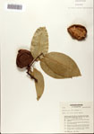 000072733-thumbnail.jpg