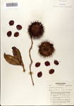 000073386-thumbnail.jpg