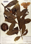 000073388-thumbnail.jpg