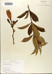 000073420-thumbnail.jpg
