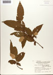 000073444-thumbnail.jpg