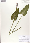 000074236-thumbnail.jpg