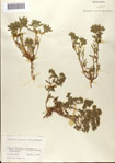 indet-Boraginaceae