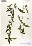 000074632-thumbnail.jpg
