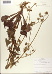 000075128-thumbnail.jpg