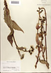 000075132-thumbnail.jpg