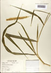 000075233-thumbnail.jpg