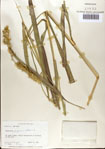 000075239-thumbnail.jpg