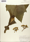 000075679-thumbnail.jpg