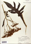 000075682-thumbnail.jpg