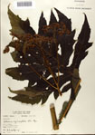 000075684-thumbnail.jpg