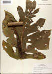 000075685-thumbnail.jpg