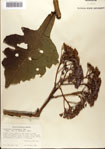 000075730-thumbnail.jpg