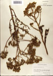 000075731-thumbnail.jpg