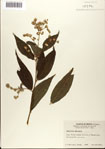 000075736-thumbnail.jpg