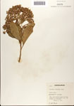 000075737-thumbnail.jpg