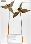 Trillium