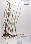 Juncus
