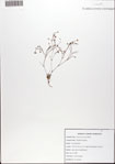 Stipulicida