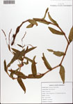 000076142-thumbnail.jpg