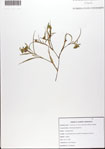 Commelina