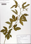 Passiflora