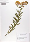 Asclepias