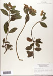 000076274-thumbnail.jpg