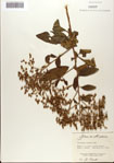 000076317-thumbnail.jpg