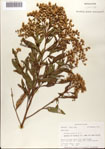 Vernonia