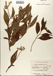 000076332-thumbnail.jpg