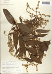 000076333-thumbnail.jpg