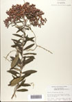 000076338-thumbnail.jpg