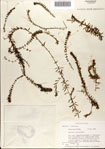 000076865-thumbnail.jpg
