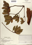 000077198-thumbnail.jpg